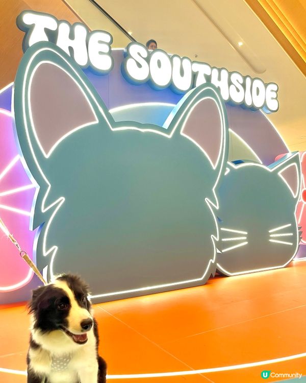 黃竹坑貓狗嘉年華🐱🐶  今個週末去打卡！