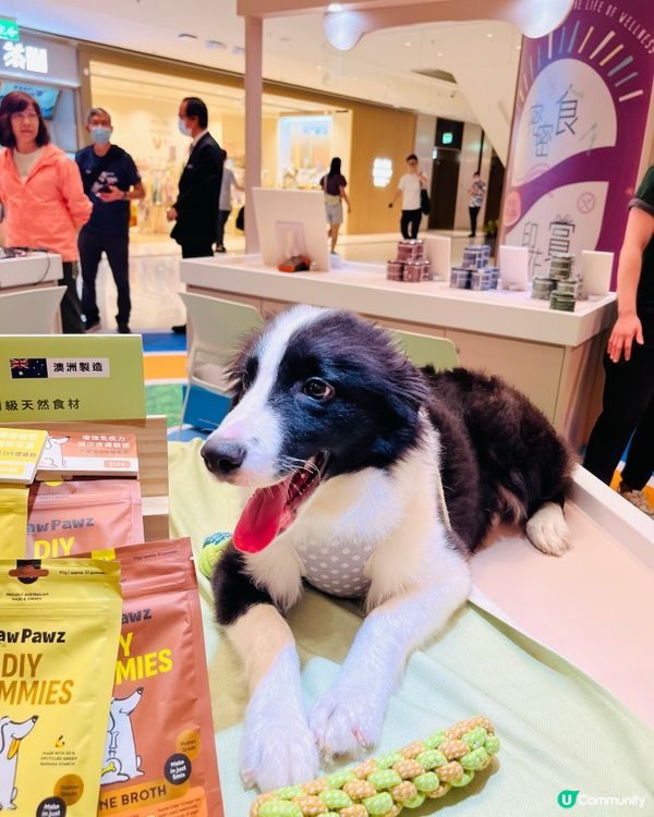 黃竹坑貓狗嘉年華🐱🐶  今個週末去打卡！