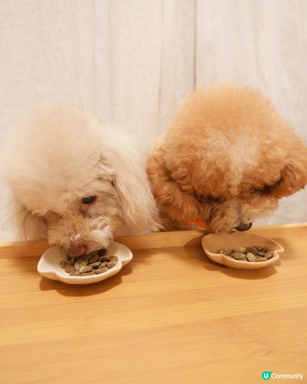 🐶🐱 寵愛生日禮包🎁