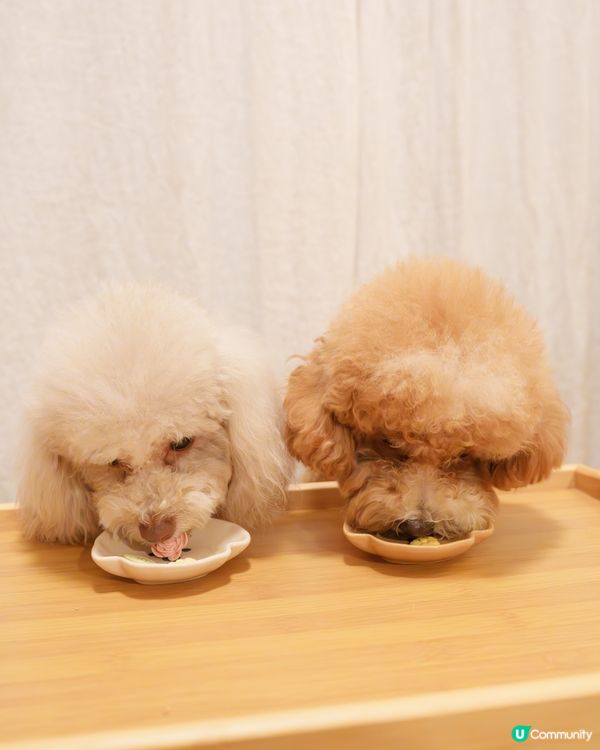 🐶🐱 寵愛生日禮包🎁