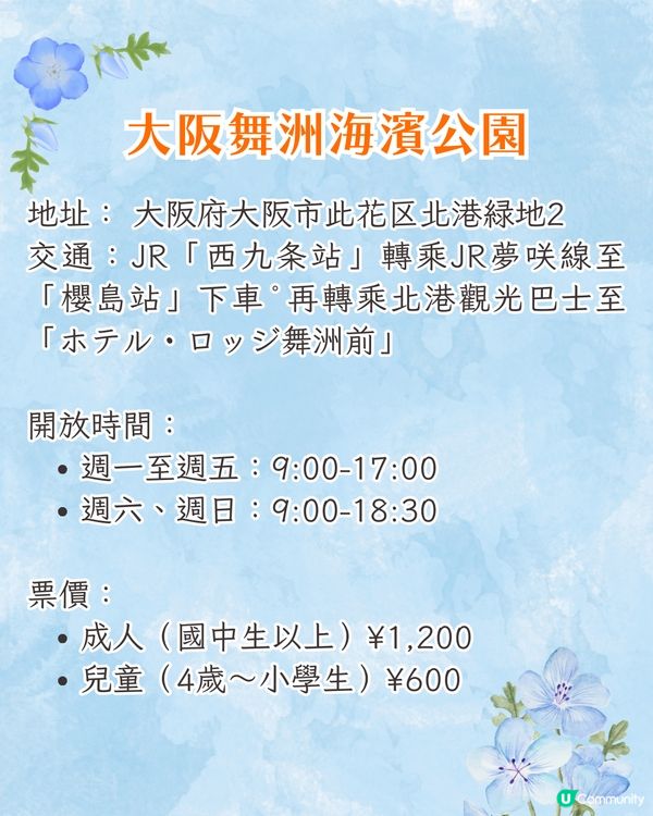 日本粉蝶花6大夢幻景點💠東京/大阪附近🚗富士山花海/歐式風車/夕陽花景