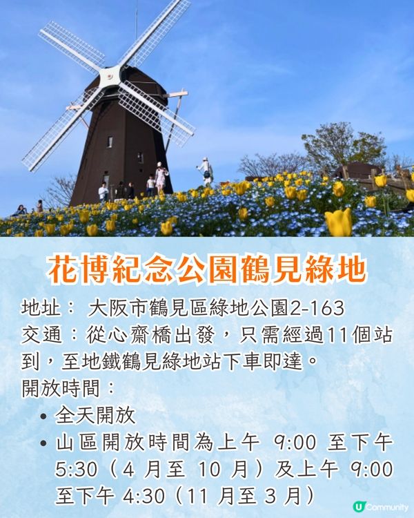 日本粉蝶花6大夢幻景點💠東京/大阪附近🚗富士山花海/歐式風車/夕陽花景