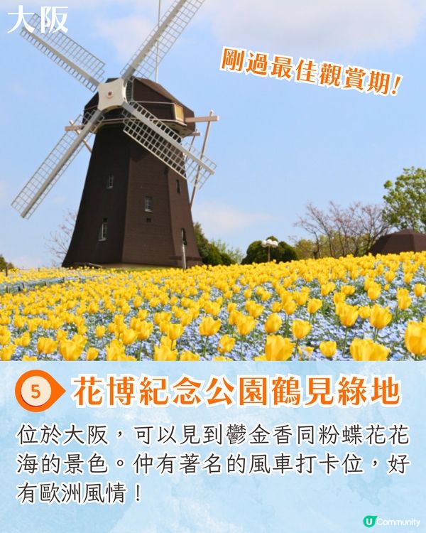 日本粉蝶花6大夢幻景點💠東京/大阪附近🚗富士山花海/歐式風車/夕陽花景