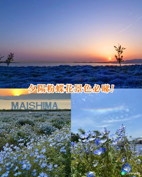 日本粉蝶花6大夢幻景點💠東京/大阪附近🚗富士山花海/歐式風車/夕陽花景