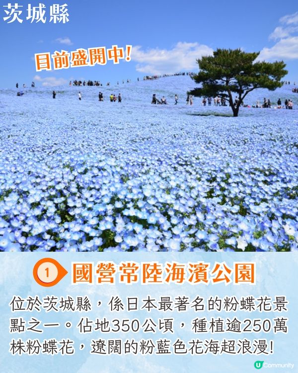 日本粉蝶花6大夢幻景點💠東京/大阪附近🚗富士山花海/歐式風車/夕陽花景