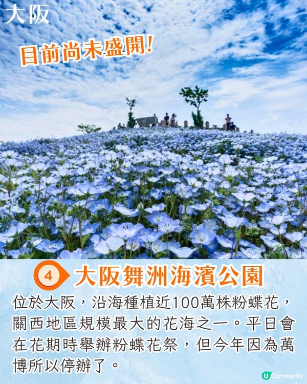 日本粉蝶花6大夢幻景點💠東京/大阪附近🚗富士山花海/歐式風車/夕陽花景