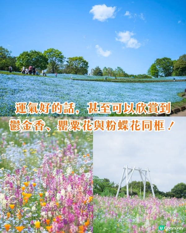 日本粉蝶花6大夢幻景點💠東京/大阪附近🚗富士山花海/歐式風車/夕陽花景