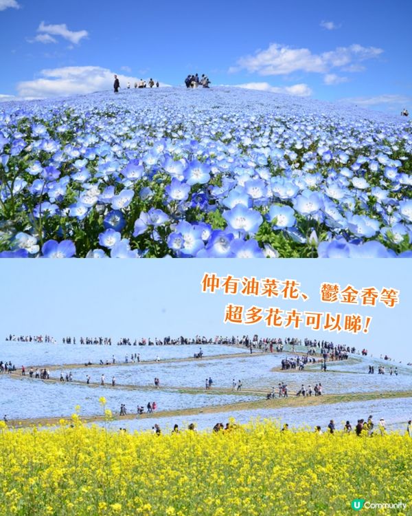 日本粉蝶花6大夢幻景點💠東京/大阪附近🚗富士山花海/歐式風車/夕陽花景