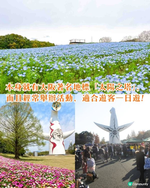 日本粉蝶花6大夢幻景點💠東京/大阪附近🚗富士山花海/歐式風車/夕陽花景