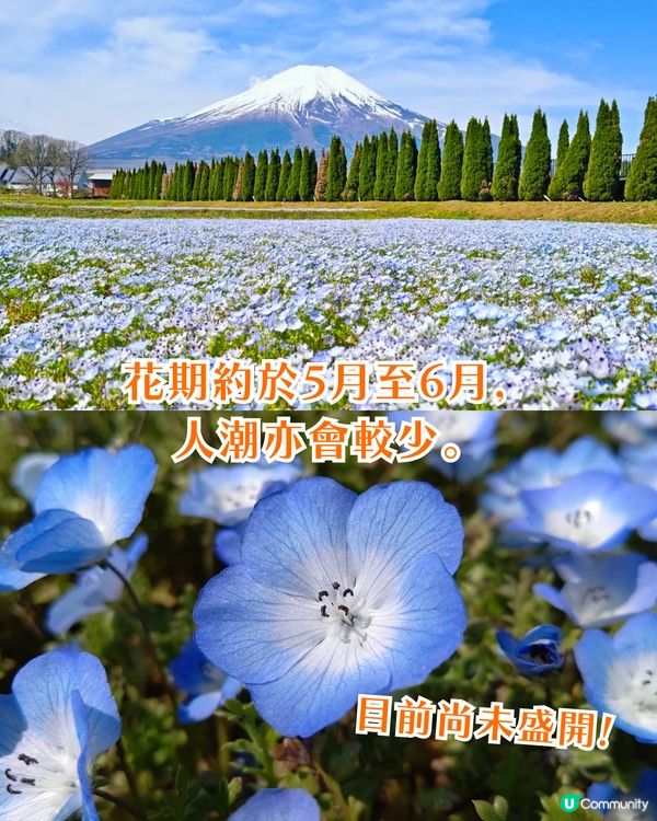 日本粉蝶花6大夢幻景點💠東京/大阪附近🚗富士山花海/歐式風車/夕陽花景