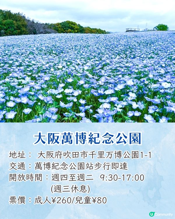 日本粉蝶花6大夢幻景點💠東京/大阪附近🚗富士山花海/歐式風車/夕陽花景