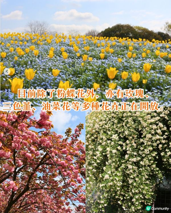 日本粉蝶花6大夢幻景點💠東京/大阪附近🚗富士山花海/歐式風車/夕陽花景