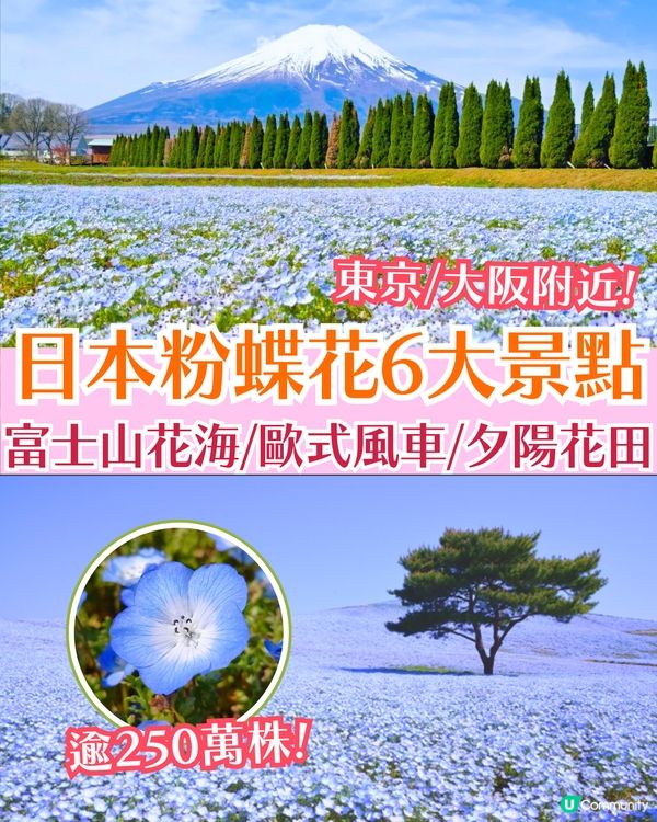 日本粉蝶花6大夢幻景點💠東京/大阪附近🚗富士山花海/歐式風車/夕陽花景