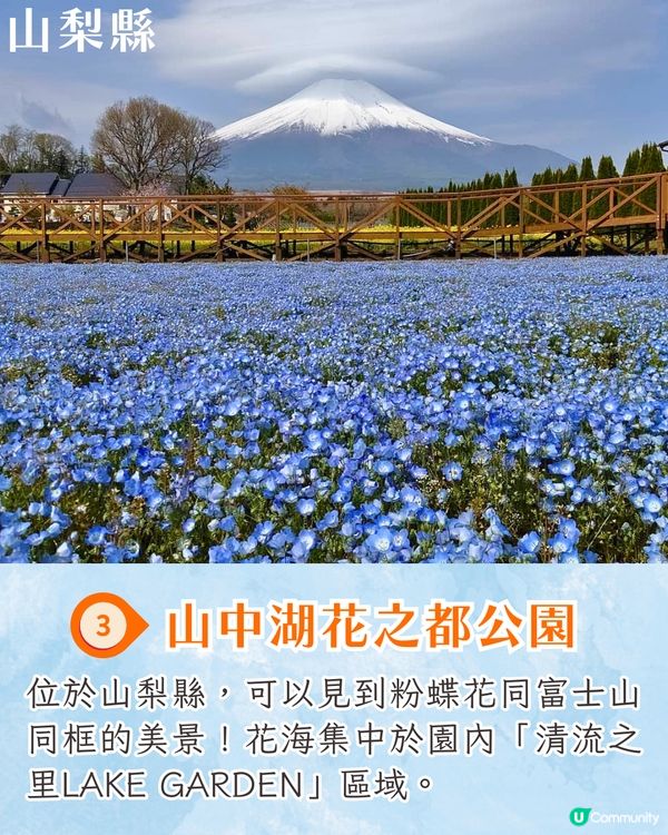 日本粉蝶花6大夢幻景點💠東京/大阪附近🚗富士山花海/歐式風車/夕陽花景