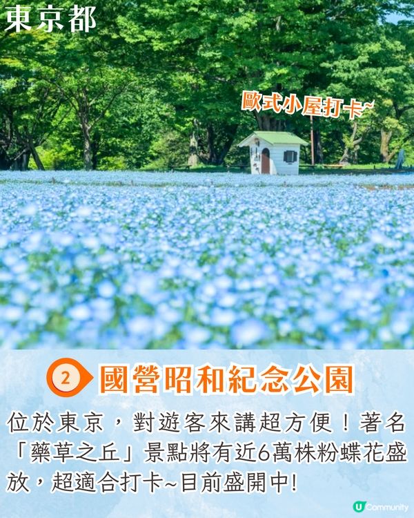 日本粉蝶花6大夢幻景點💠東京/大阪附近🚗富士山花海/歐式風車/夕陽花景