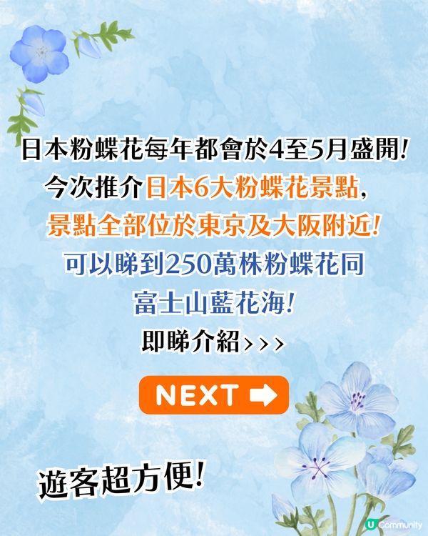 日本粉蝶花6大夢幻景點💠東京/大阪附近🚗富士山花海/歐式風車/夕陽花景