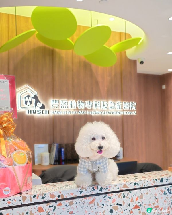 應該係香港第一專醫寵物腫瘤 加開24小時急診門診部