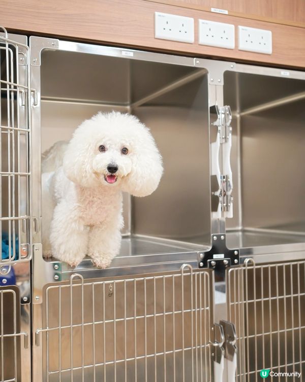 應該係香港第一專醫寵物腫瘤 加開24小時急診門診部