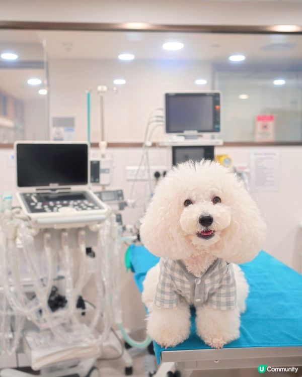 應該係香港第一專醫寵物腫瘤 加開24小時急診門診部