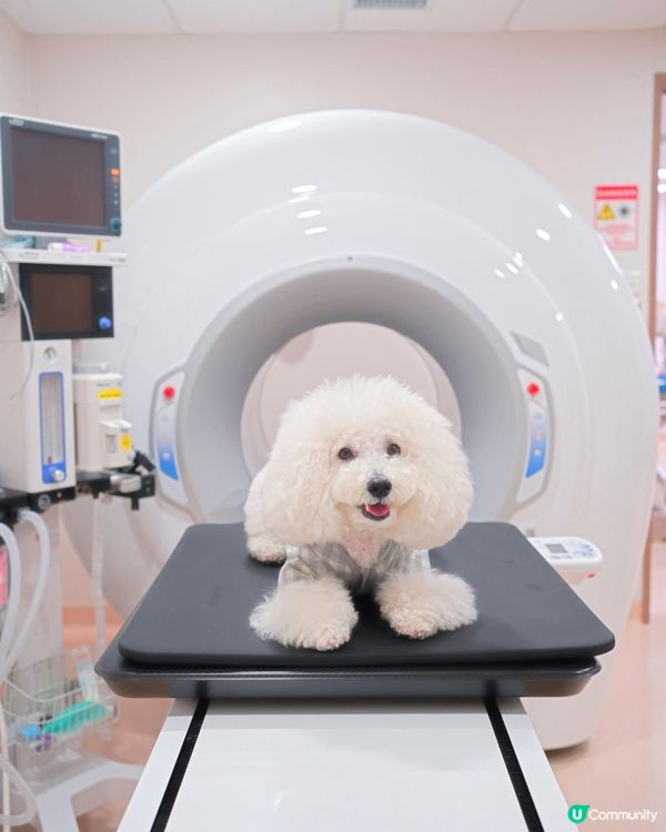 應該係香港第一專醫寵物腫瘤 加開24小時急診門診部