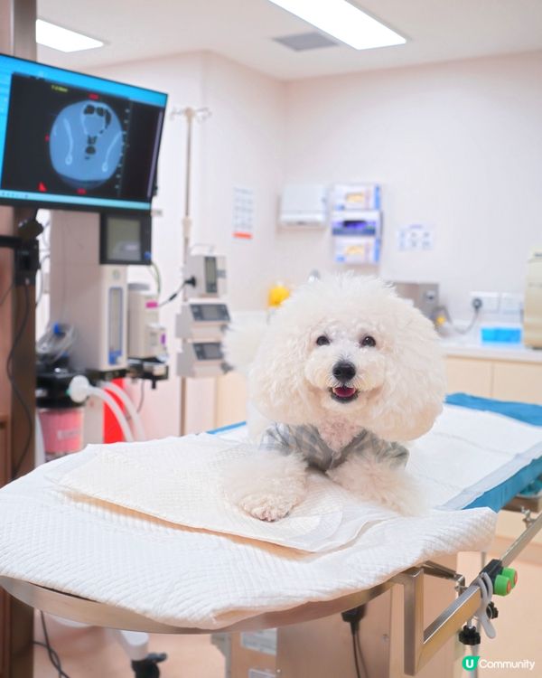 應該係香港第一專醫寵物腫瘤 加開24小時急診門診部