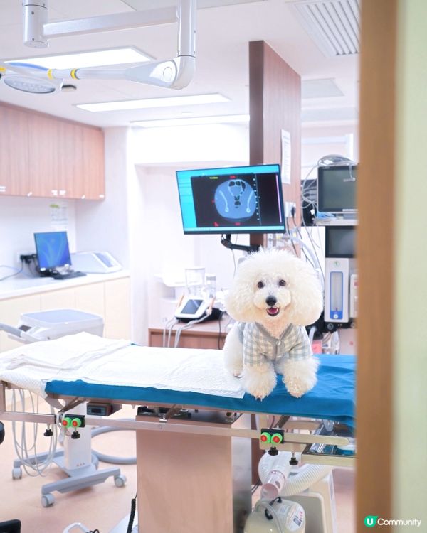 應該係香港第一專醫寵物腫瘤 加開24小時急診門診部