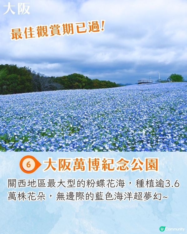 日本粉蝶花6大夢幻景點💠東京/大阪附近🚗富士山花海/歐式風車/夕陽花景