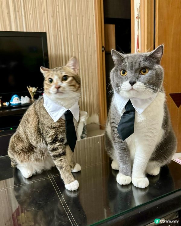 我哋都跟跟風玩吓😼喵～～～