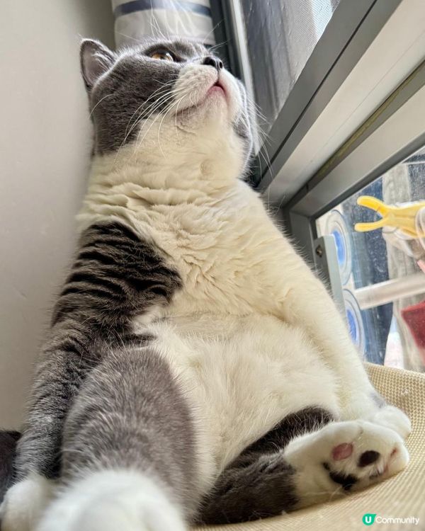 我哋都跟跟風玩吓😼喵～～～