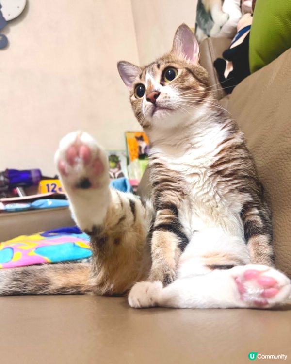 我哋都跟跟風玩吓😼喵～～～