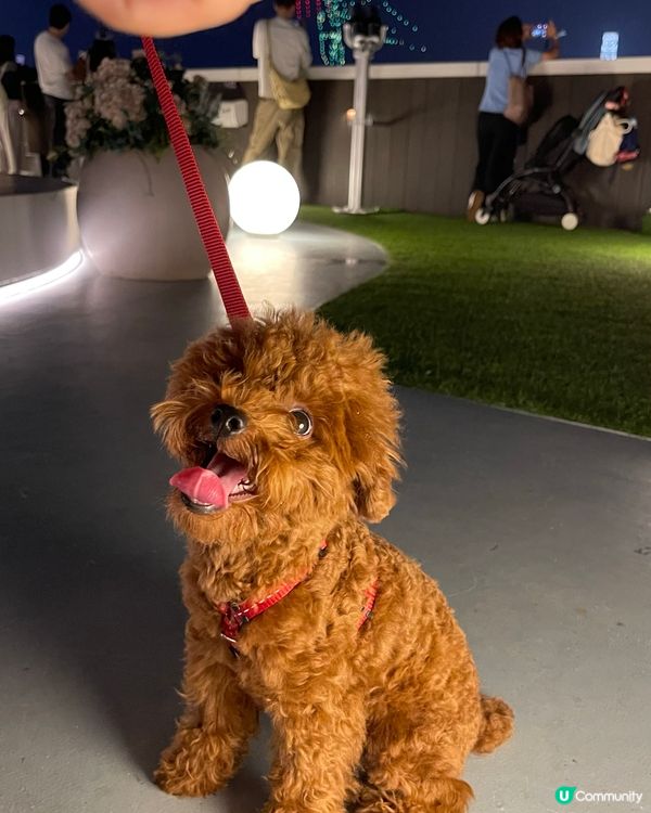 🐶🐾 世貿中心五樓寵物公園：毛孩天堂！ 🏙️