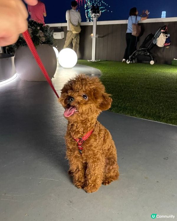 🐶🐾 世貿中心五樓寵物公園：毛孩天堂！ 🏙️