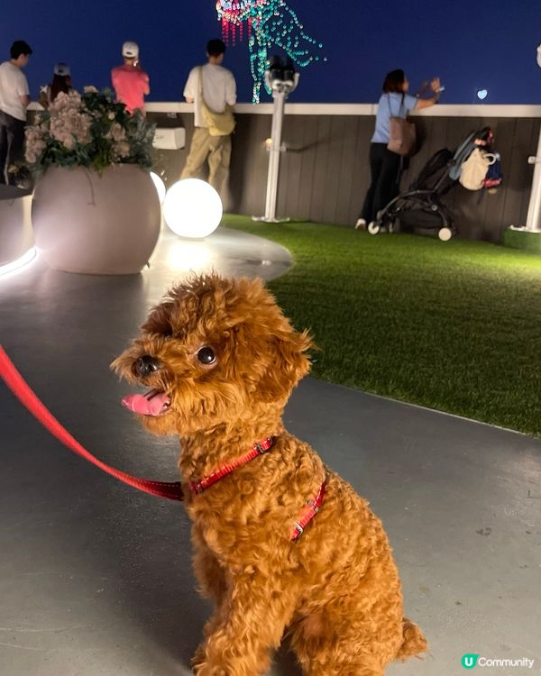 🐶🐾 世貿中心五樓寵物公園：毛孩天堂！ 🏙️