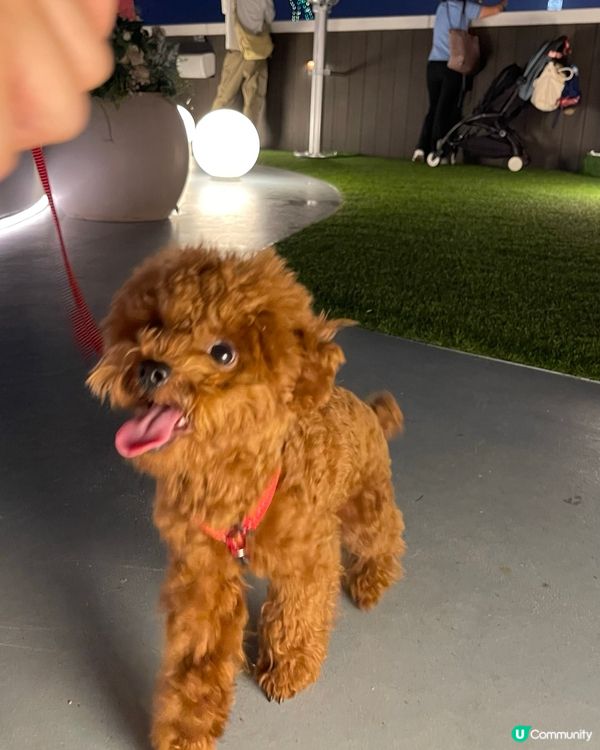 🐶🐾 世貿中心五樓寵物公園：毛孩天堂！ 🏙️