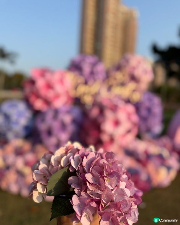 黃金海岸繡球花節🌸只限5日！