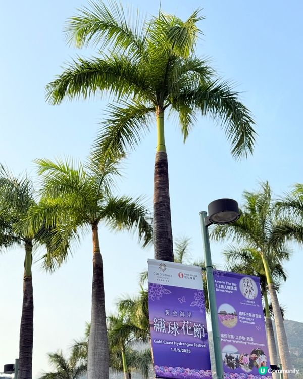 黃金海岸繡球花節🌸只限5日！