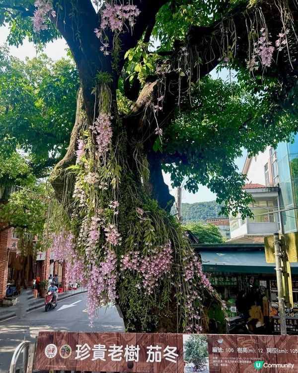 百年老冬樹石斛蘭