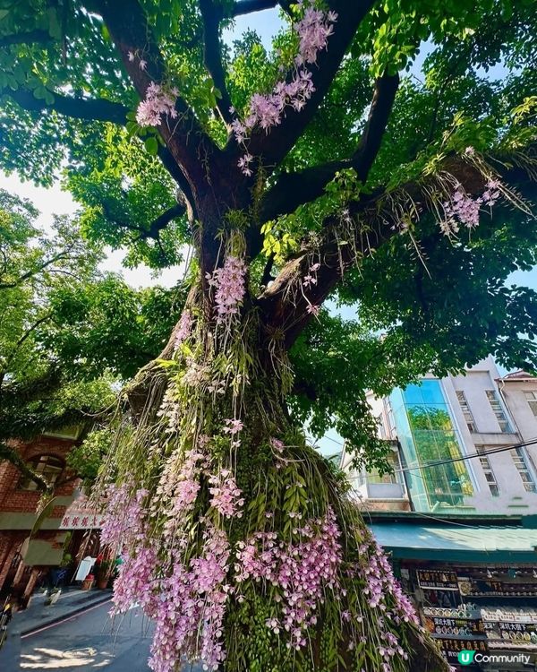 百年老冬樹石斛蘭