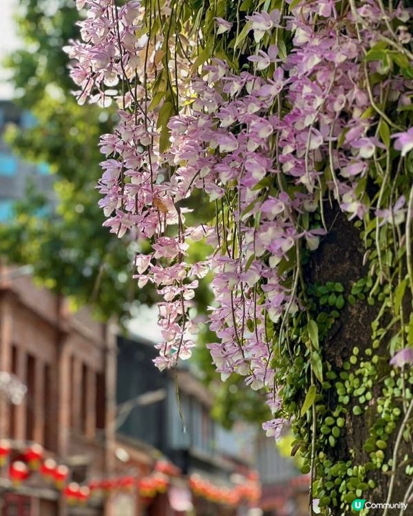 百年老冬樹石斛蘭