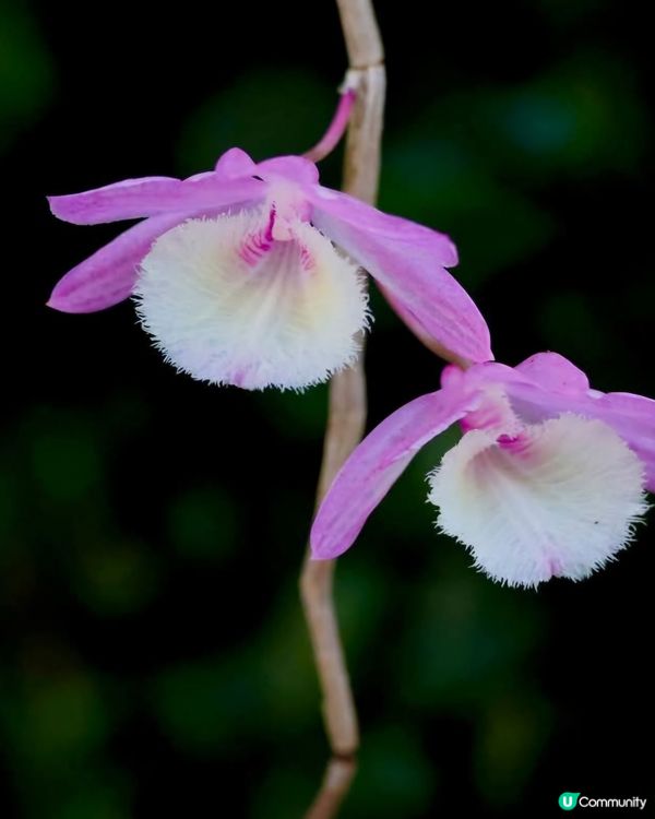 百年老冬樹石斛蘭