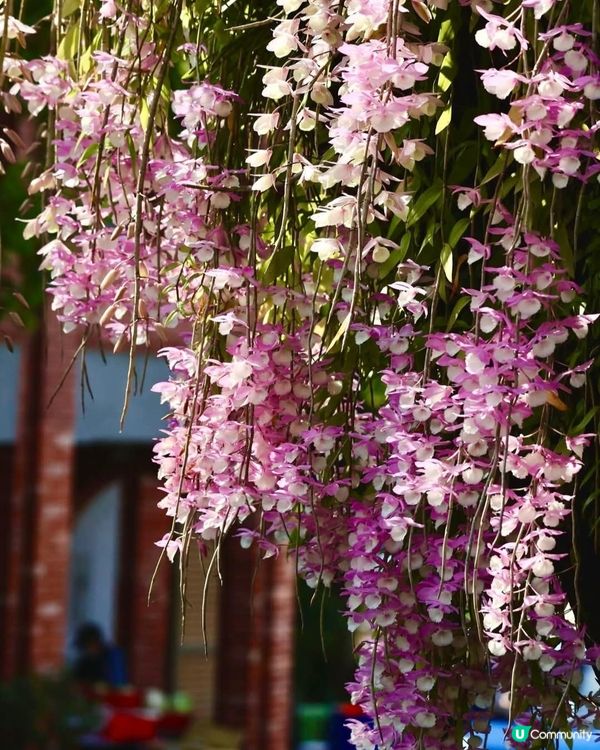 百年老冬樹石斛蘭