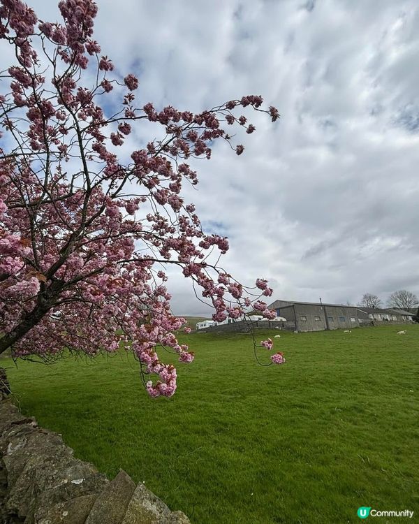 英國遇見櫻花的羊羊咖啡店