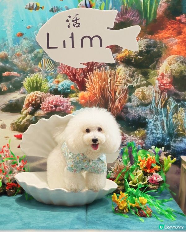 超有心佈置 海底奇幻主題 毛孩打卡必去