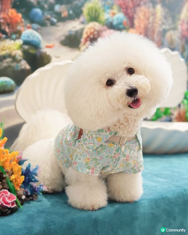 超有心佈置 海底奇幻主題 毛孩打卡必去