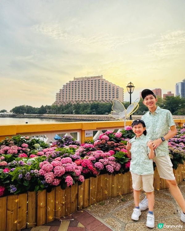 黃金海岸繡球花節