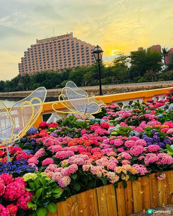 黃金海岸繡球花節