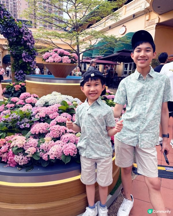 黃金海岸繡球花節