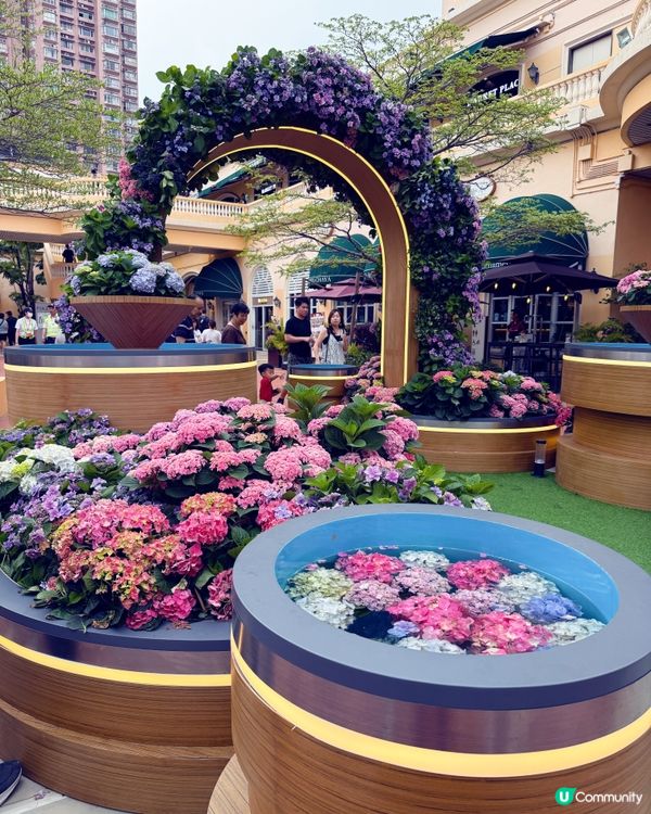 黃金海岸繡球花節