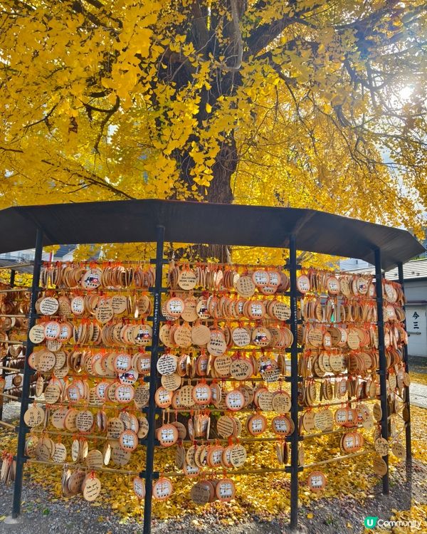今戶神社，貓奴必到