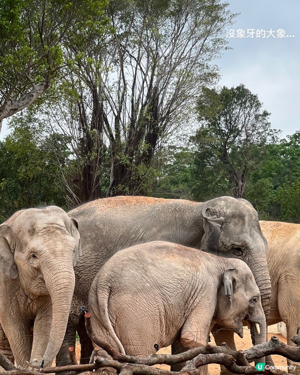 清遠長隆森林王國 三日兩夜～